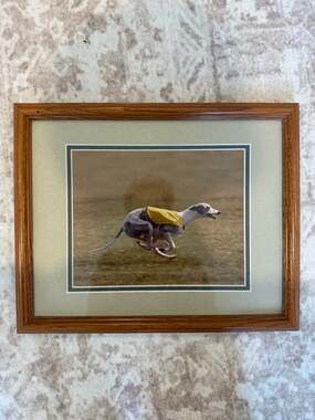 Framed Whippet Lure Coursing Photo - Sighthound Racing Art, Dog Sport Decor